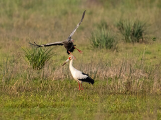 
Southern Screamer mid-flight and a Maguari Stork set against a grassy wetland habitat