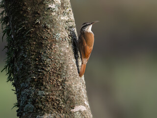 Narrow-billed Woodcreeper on tree trunk against green blur background