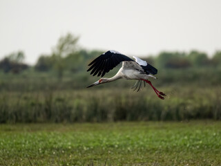 Maguari Stork in flight over an open, sparsely vegetated reddish-brown swamp 