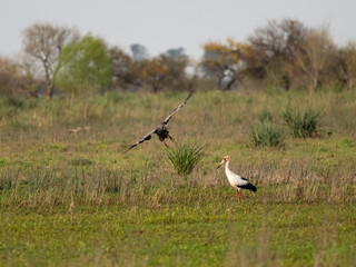 
Southern Screamer mid-flight and a Maguari Stork set against a grassy wetland habitat