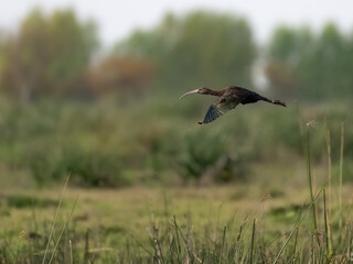 White-faced Ibis in flight over an open, sparsely vegetated reddish-brown swamp 