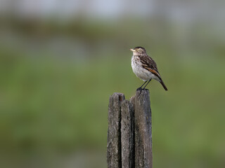 Female Spectacled Tyrant on old fence post against green background