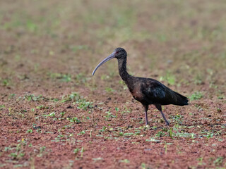 White-faced Ibis standing in an open, sparsely vegetated reddish-brown swamp 