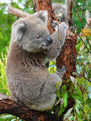 Koala on the eucalyptus tree, Australia 