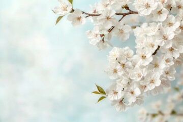 Obraz premium Serene Blossoms Delicate White Cherry Flowers in Soft Spring Light - Romantic Floral Background for Greeting Cards and Calendars
