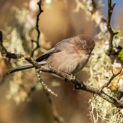 Bushtit (Psaltriparus minimus) in Western Oregon.