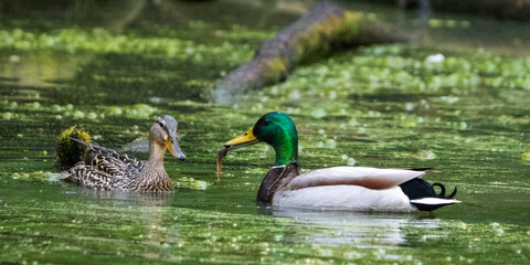 Obraz premium Male Mallard (Anas platyrhynchos) offering a tadpole to his mate during springtime. Western Oregon.