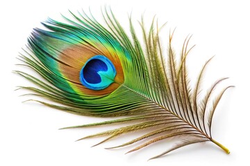 Obraz premium Colorful peacock feather on white background