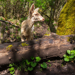 Pied-Balled Black-tailed Deer (Odocoileus hemionus) in Western Oregon.