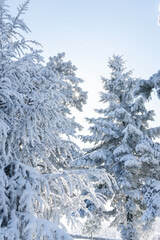 Snow covered trees. Winter forest.