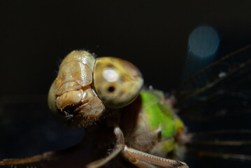 A dragonfly with its head up and looking at the camera. The dragonfly is green and brown in color