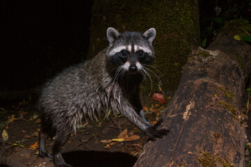 Naklejka premium Raccoon (Procyon lotor) climbing over a log..Western Oregon