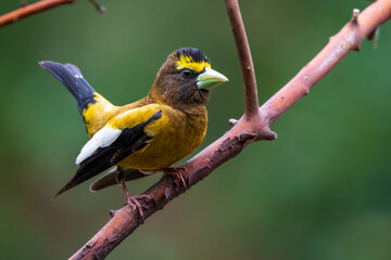 Male Evening Grosbeak (Coccothraustes vespertinus) performing a courtship display in the spring.