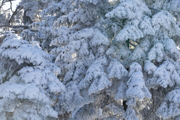 Snow covered trees. Winter forest
