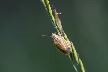 closeup view of insect at nature