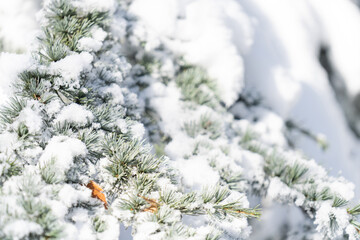 Snow covered trees. Winter forest