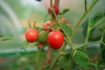 Small cherry tomatoes, red and green, unripe, grow on a branch