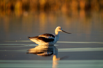 American Avocet (Recurvirostra americana) .Summer Lake Wildlife Management Area, Oregon
