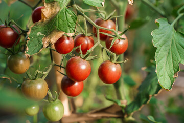 Small cherry tomatoes, red and green, unripe, grow on a branch