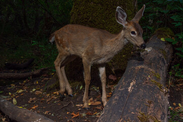 Black-tailed Deer yearling (Odocoileus hemionus) crossing a log at night in Western Oregon.