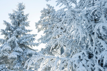 Snow covered trees. Winter forest