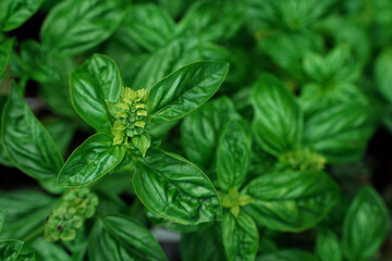 Oregano leaves, a  top view.