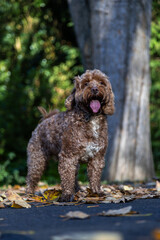 Cockapoo Dog Running Wild in the Woods, Living His Best Life