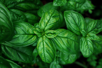 Oregano leaves, a  top view.