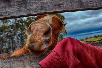 Curious horse at the fence