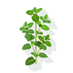 2D Simple oregano leaves branch motion graphic flat-design vector animation style, in white background, flat design, animation design, vector, flat design, animation design, flat 2D design