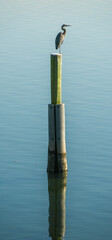 Great Blue Heron Perched on Piling Along the Niantic River in Connecticut