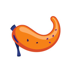 2D flat pancreas motion graphic flat-design vector animation style, in white background, flat design, animation design, vector, flat design, animation design, flat 2D, AI design