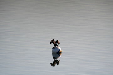Cormorant Perched on Mooring Buoy Along the Niantic River in Connecticut