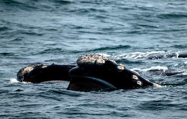 Obraz premium Southern Right Whale
