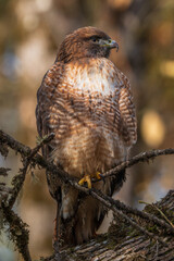 Red-tailed Hawk (Buteo jamaicensis) with lower eyelid during the Fall in Western Oregon.