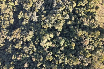 vista aérea obtida por sobrevoo de drone, das copas das árvores em uma floresta tropical, no Brasil.