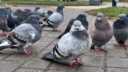 a crowd of gray pigeons ruffled their feathers frozen on the street on a rainy day in the cold view...