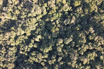 vista aérea obtida por sobrevoo de drone, das copas das árvores em uma floresta tropical, no Brasil.