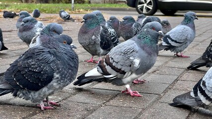 a crowd of gray pigeons ruffled their feathers frozen on the street on a rainy day in the cold view from below close-up a cheeky street bird