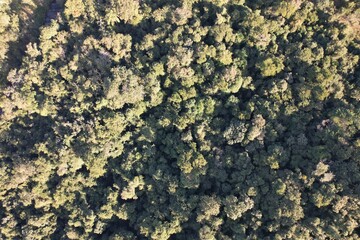 vista aérea obtida por sobrevoo de drone, das copas das árvores em uma floresta tropical, no Brasil.