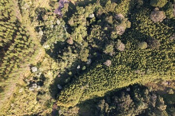 Vista aérea de vegetação em uma fazenda, com uso de drone