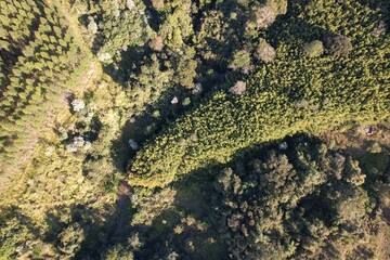 Uma linda vista aérea de vegetação em uma fazenda, com uso de drone © Ricardo_S_Levenhagen