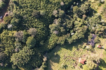 Vista aérea de vegetação em uma fazenda, com uso de drone