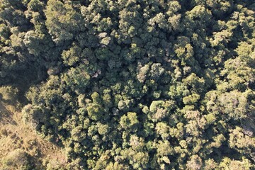 Imagem aérea de uma floresta tropical obtidas com uso de drone, no Brasil. © Ricardo_S_Levenhagen