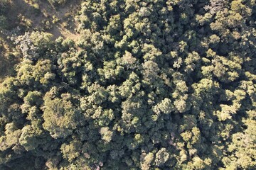 Imagem aérea de uma floresta tropical obtidas com uso de drone, no Brasil. © Ricardo_S_Levenhagen