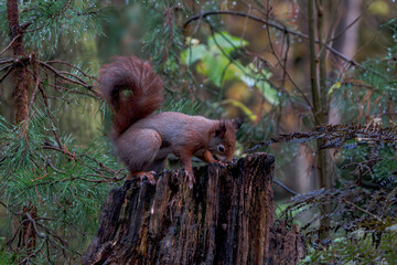 Eichhörnchen