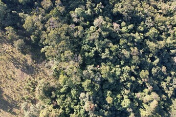 Imagem aérea de uma floresta tropical obtidas com uso de drone, no Brasil. © Ricardo_S_Levenhagen