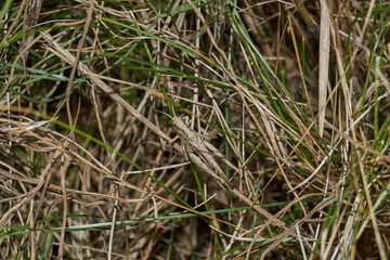 Locust are sitting in the grass on the lawn. Locust, acrides - several species of insects of the family of true locusts (Acrididae).