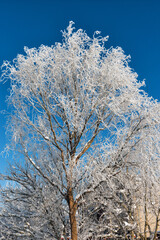 The branches of the curly willow are covered with frost