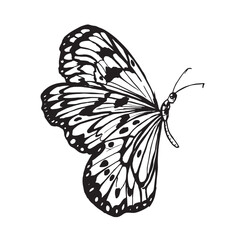 Ink sketch drawing of Butterfly decorative element for birthdays, greetings, Thank you cards, weddings, invitations, fashion, Beauty, and Tattoo usage.